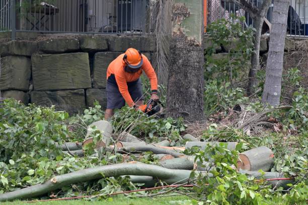 Best Local Tree Services  in Woodbranch, TX